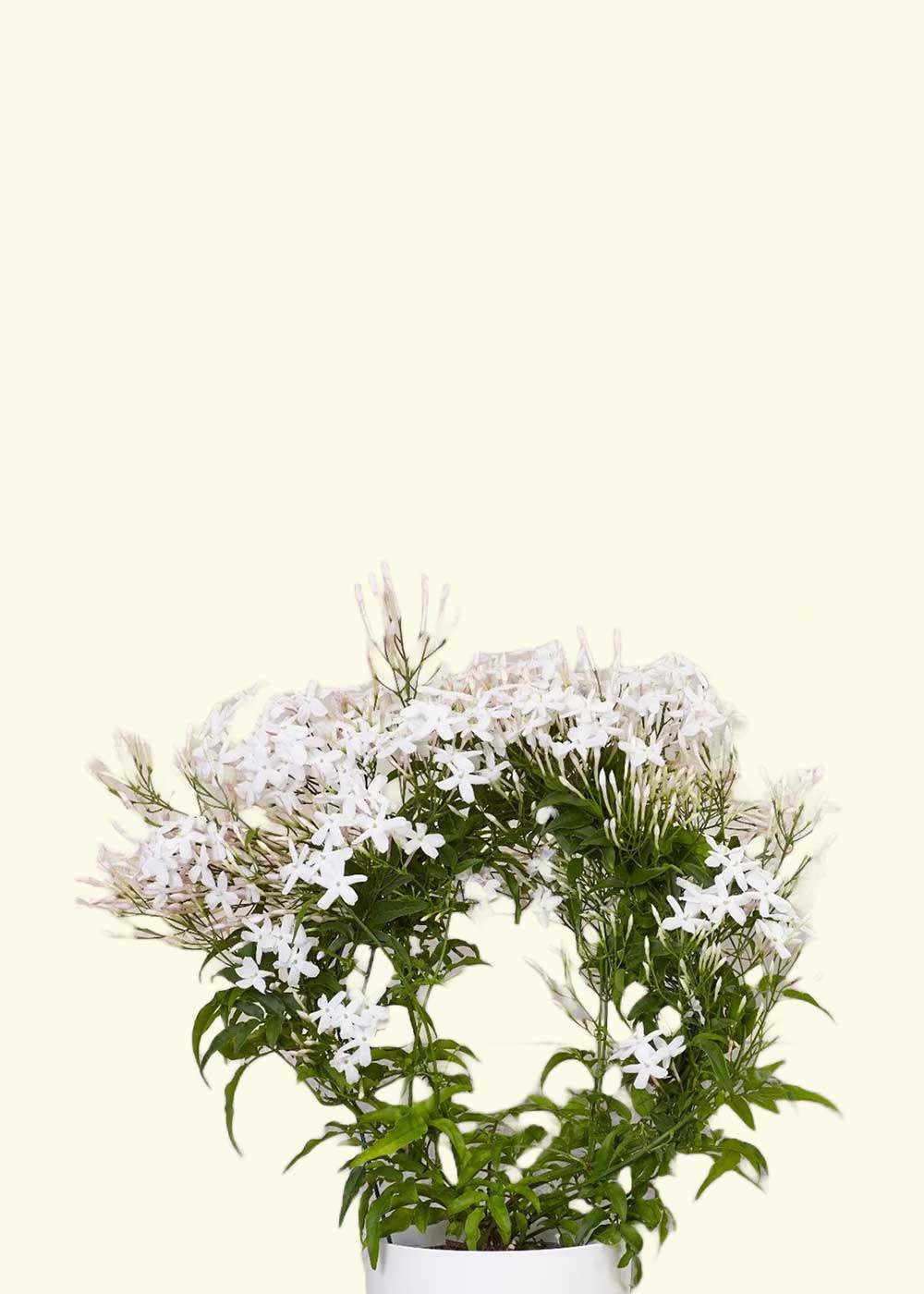 beli jasmin