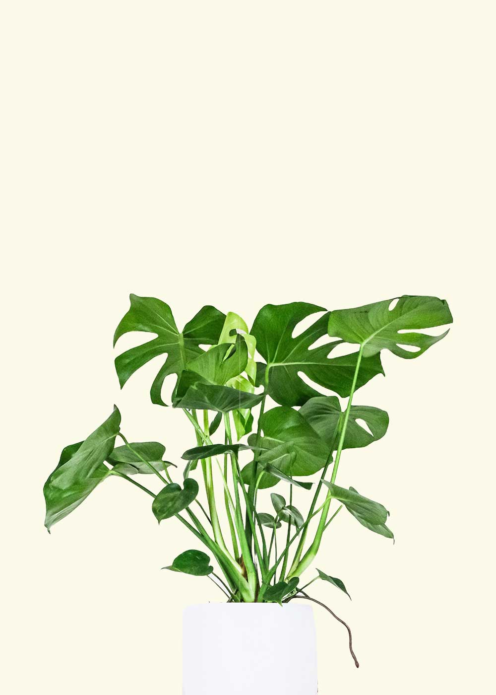 Monstera
