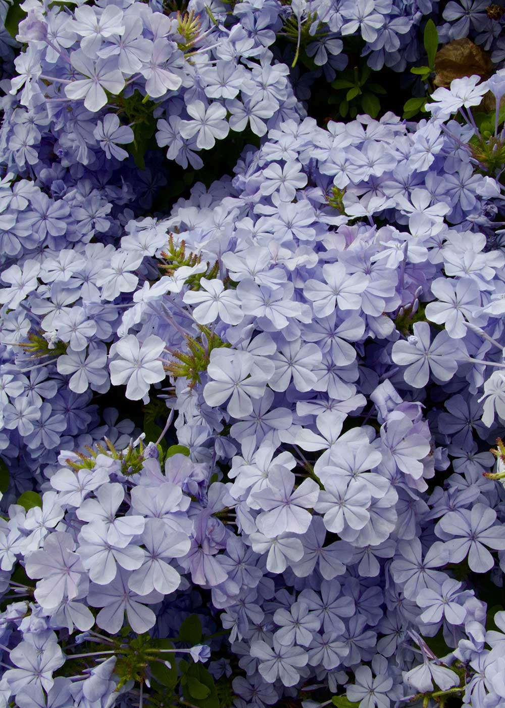 Plumbago plavi