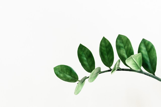 Zamioculcas