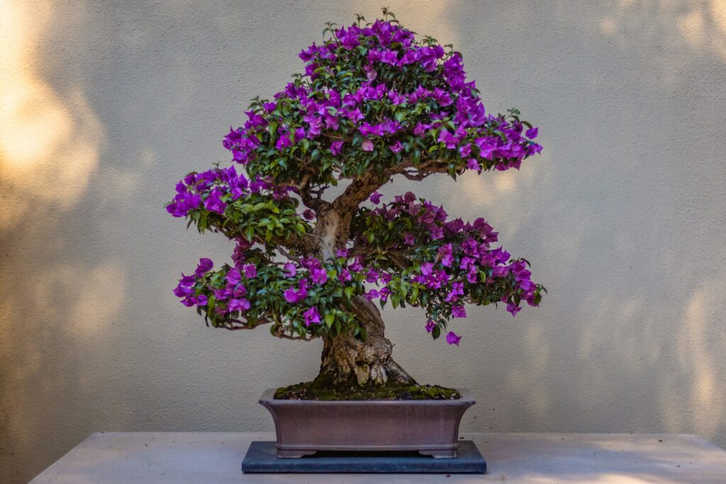 Uzgoj bonsai drveta